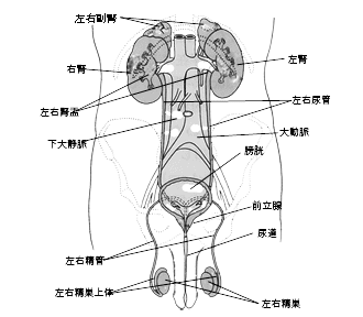 図1. 泌尿器•後腹膜臓器