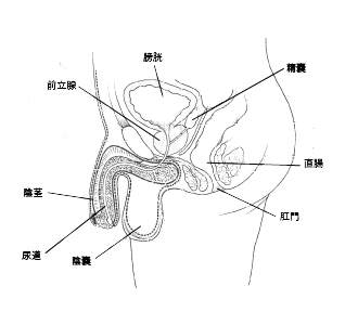 図2. 男性の骨盤断面